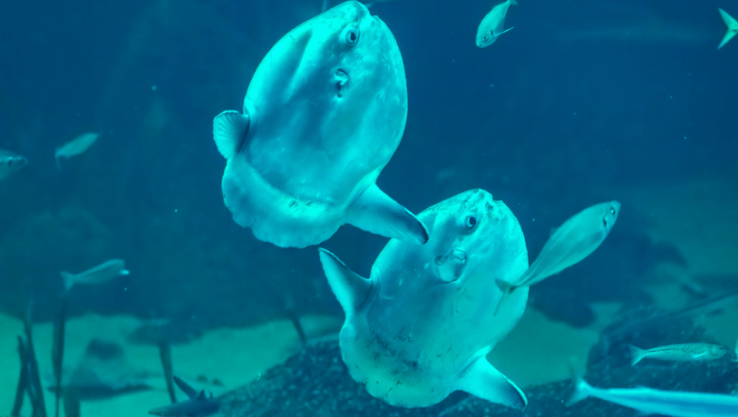 Klumpfisk, Nordsøen Oceanarium