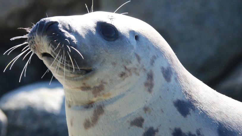 Selma, Nordsøen Oceanarium