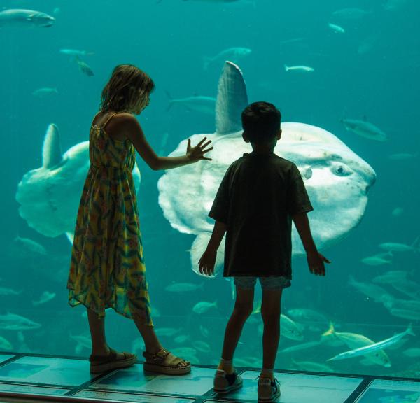 Nordsøen Oceanarium - børn foran klumpfisken - oceanariet