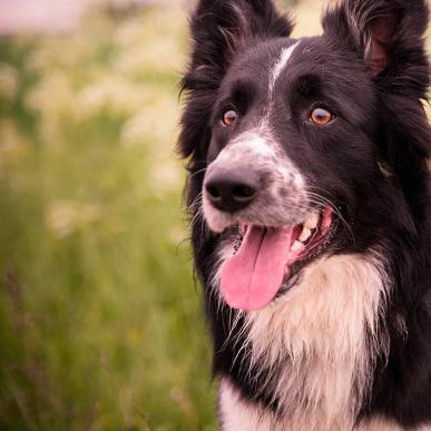 Tag Hunden Med På Ferie Ved Nordvestkysten | VisitNordvestkysten