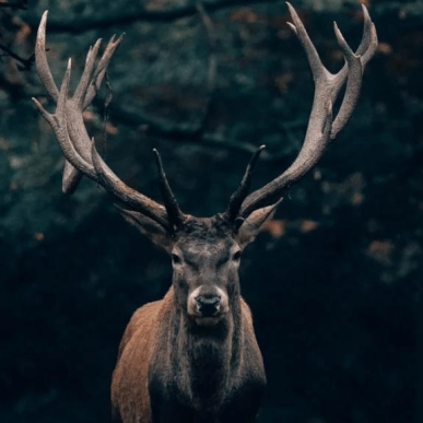 Hjort - dyr i skov